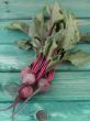 beetroot