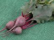 beetroot