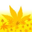 Autumn leaves