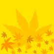 Autumn leaves