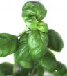 basil