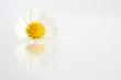 Daisy a white background with reflection