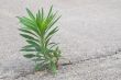 An Undesireable Weed