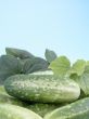 cucumbers