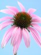 echinacea flower