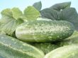 cucumbers