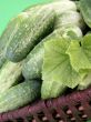 cucumbers