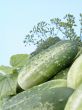 cucumbers
