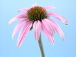 echinacea flower