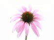 echinacea flower