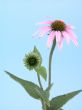 echinacea flower