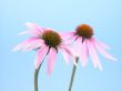 echinacea flowers