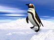 Penguin standing on snow