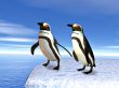 Penguins on an iceflow