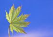 Young leaf