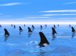 Swimming with sharks