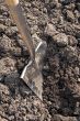 Digging