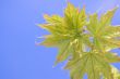 Spring leaves
