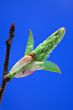 Opening leaves
