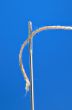 Needle and thread