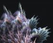 Softly Coral