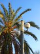 Palm tree and lamppost