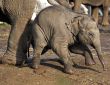 Baby elephant