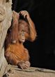 Baby orang utan