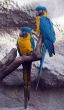 Parrots