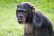 Chimpanzee