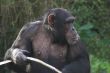 Female Chimpanzee