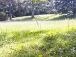 Lawn