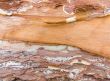  bark of a tree