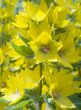 Yellow flower