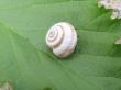 snail