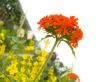 Red flower