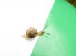 The snail