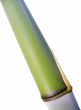 a bamboo