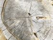 old tree