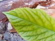 Bark and the leaf
