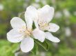 Plum flower