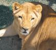 lioness
