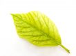Green leaf