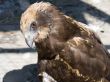 Bird of prey