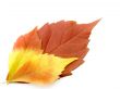 Bright autumn leaves