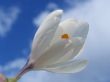 Flower in a hand