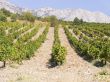Vineyard
