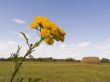Yellow flower