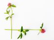 Flower framework