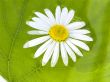 camomile